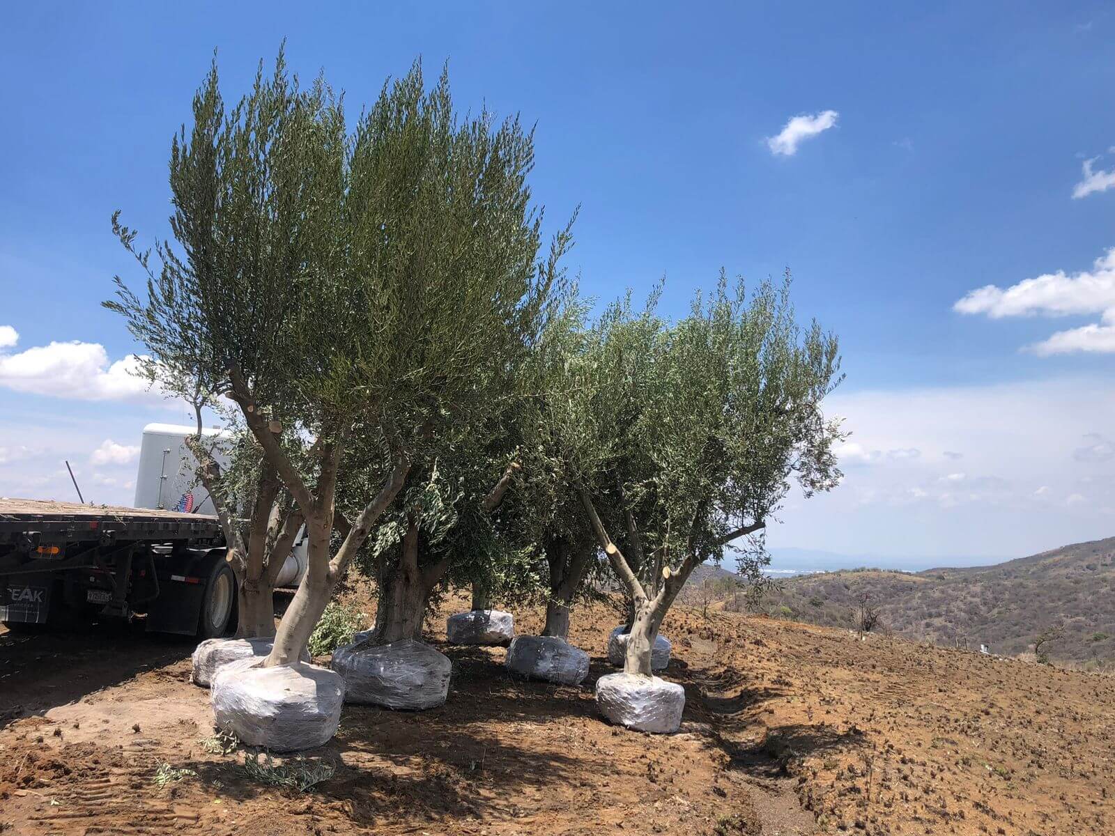 Detalle de olivo urbano