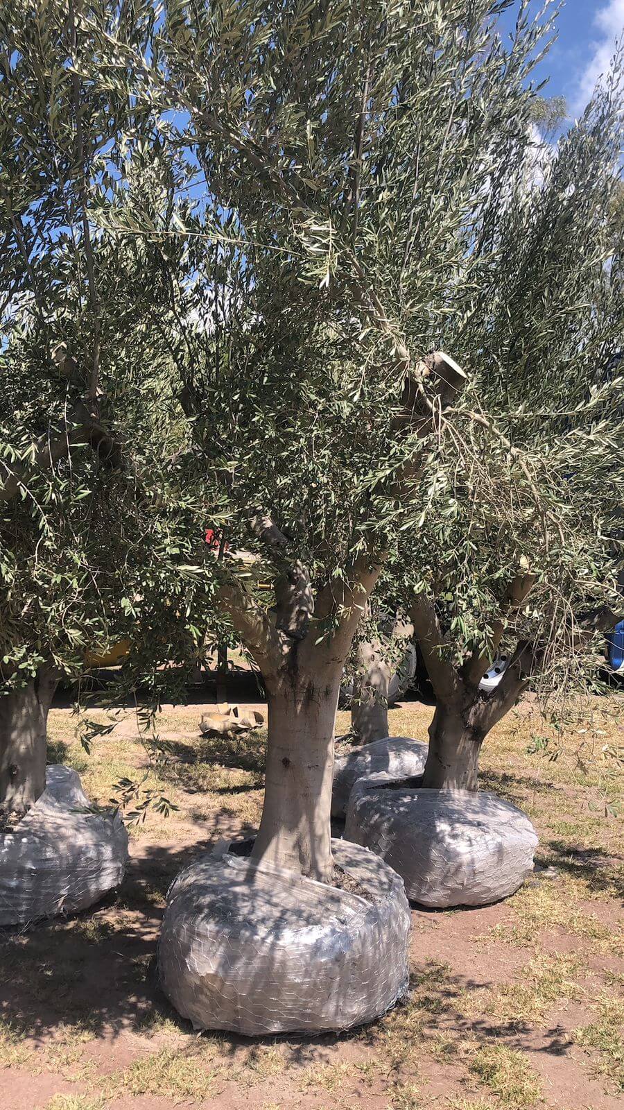 Carga de olivos en plataforma
