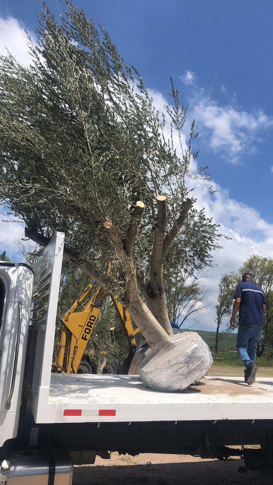Olivos podados para traslado