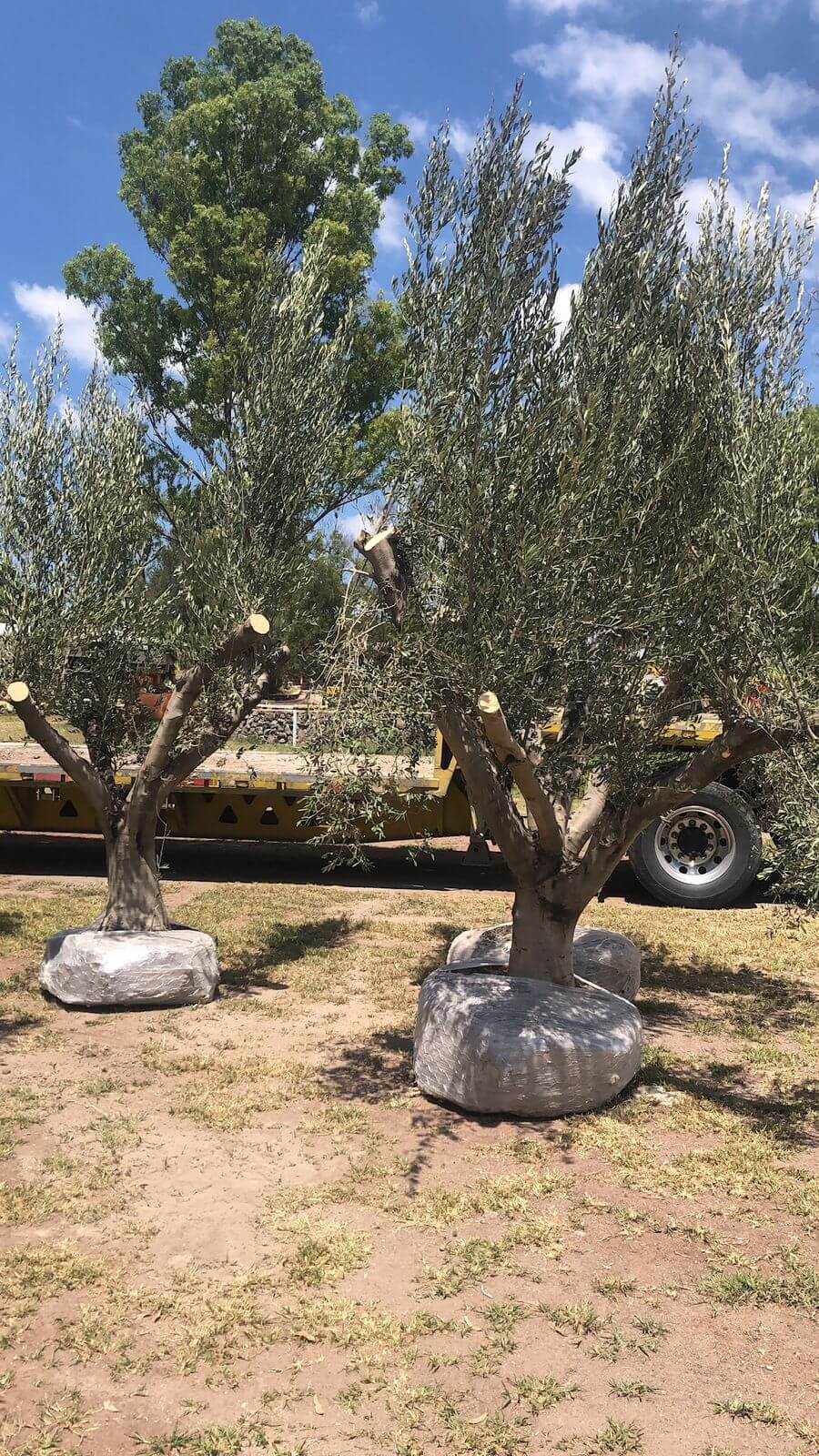 Olivos listos para plantarse