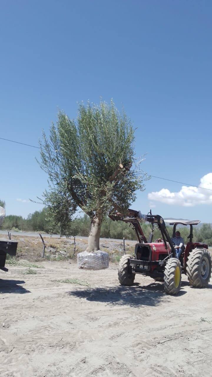 Olivos listos para entrega