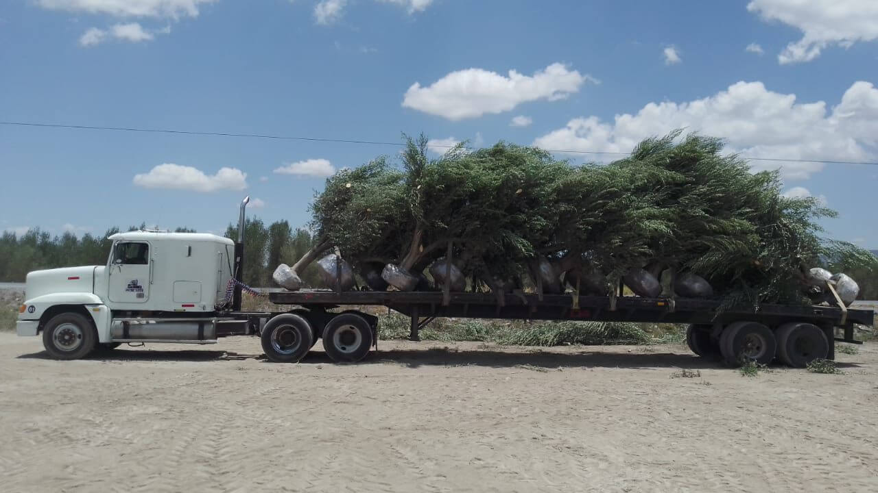 Olivo recién plantado