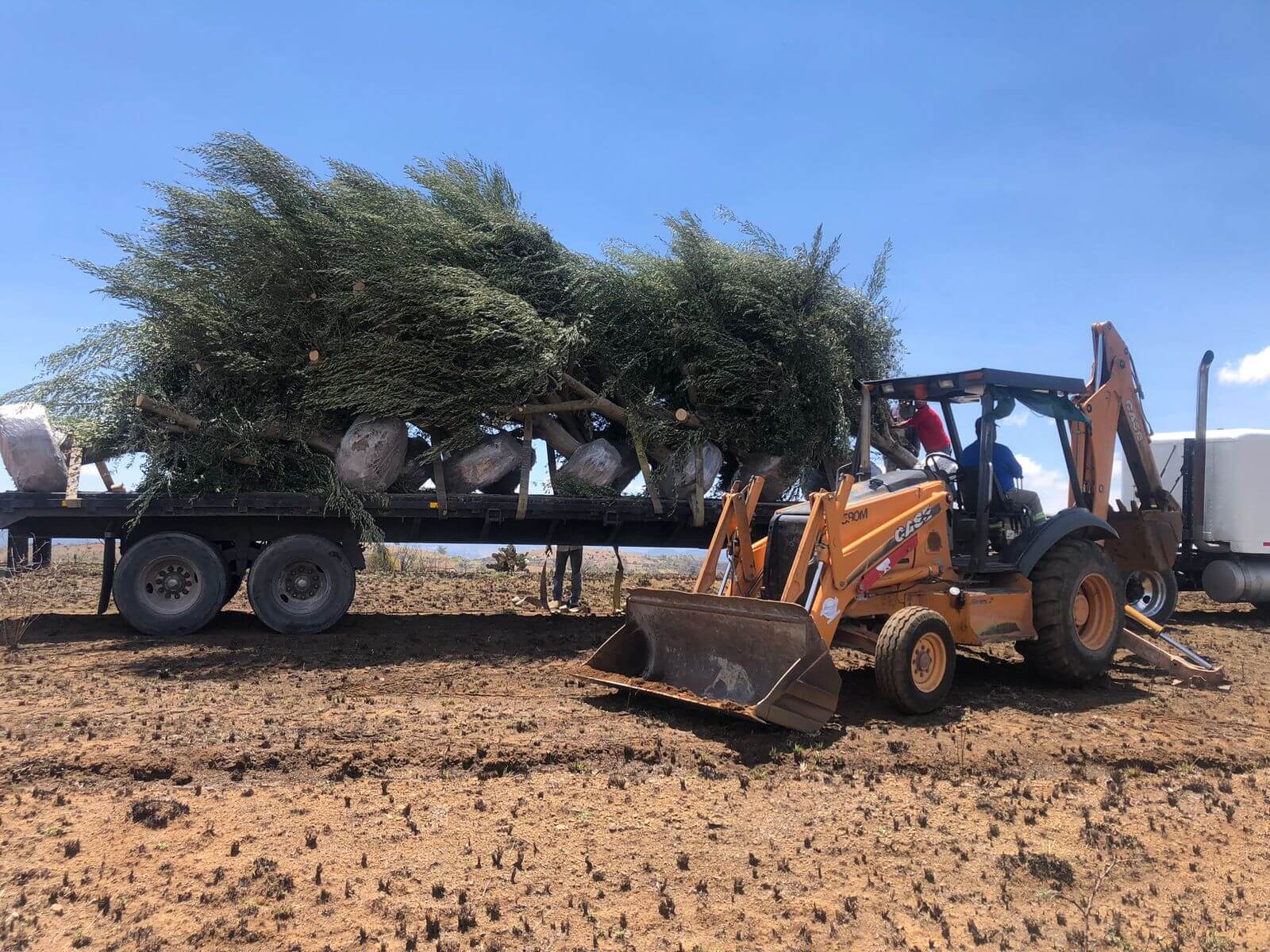 Línea de olivos en banqueta