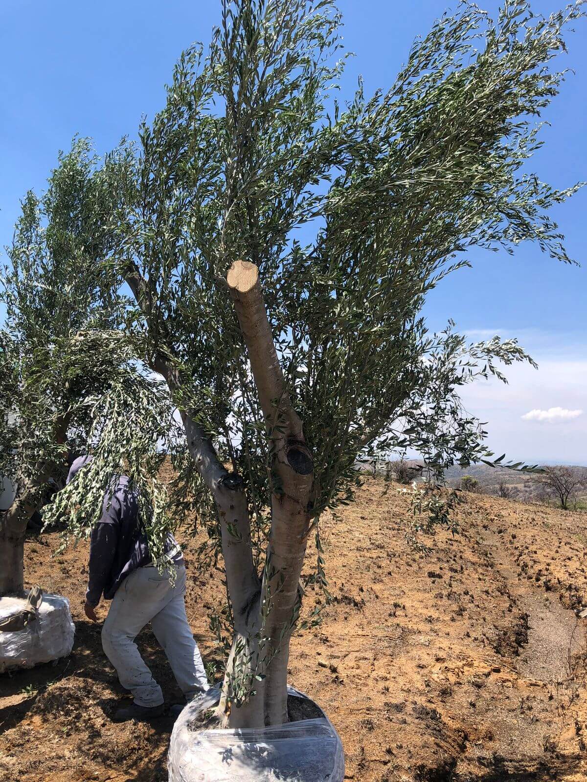 Detalle de olivo urbano